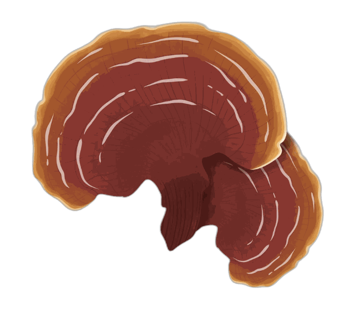 Ganoderma Lucidum - Reishi